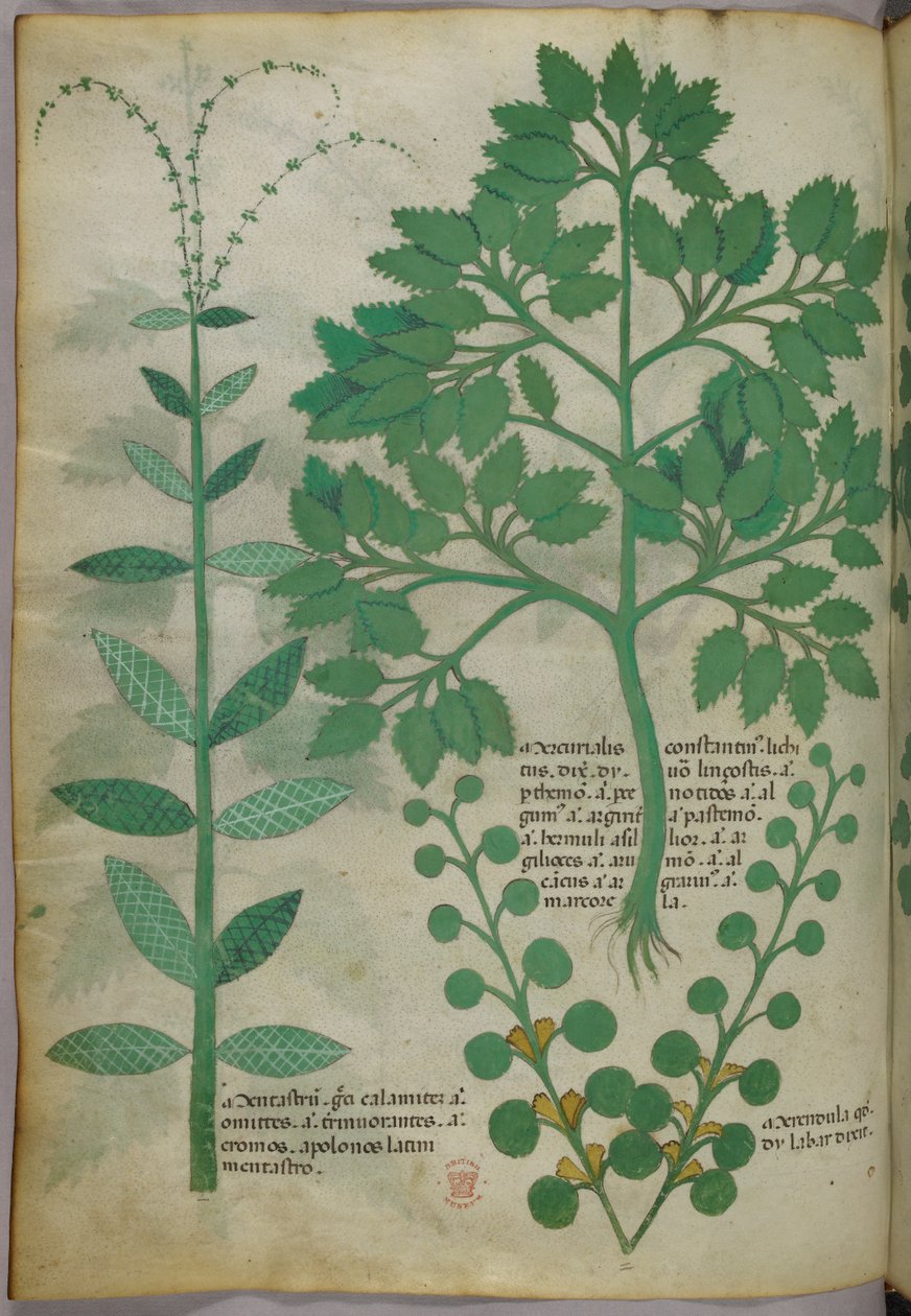 植物插图，约 1440 年（牛皮纸上的墨水和色彩） 作者 意大利学校