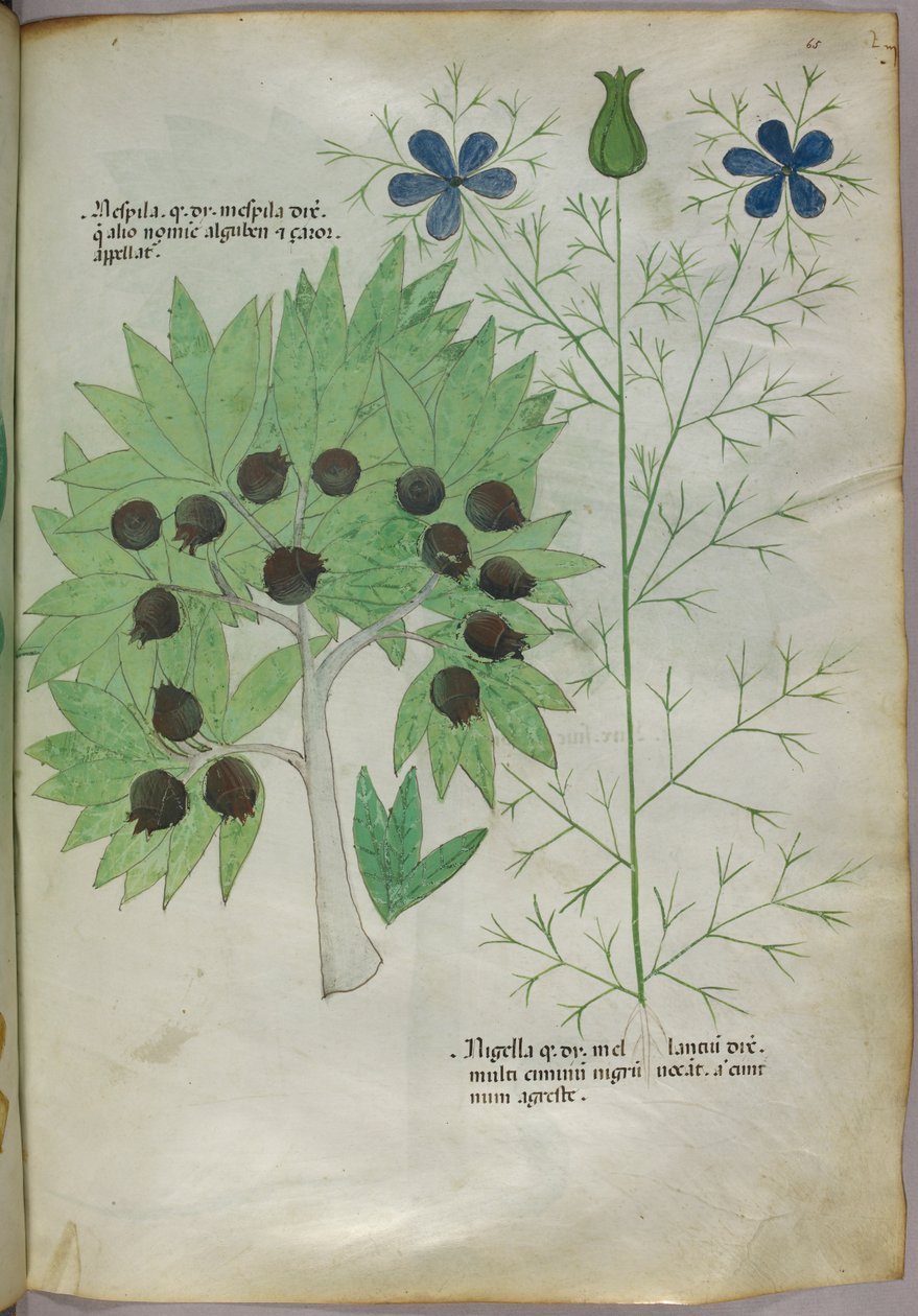 植物插图，约 1440 年（牛皮纸上的墨水和色彩） 作者 意大利学校
