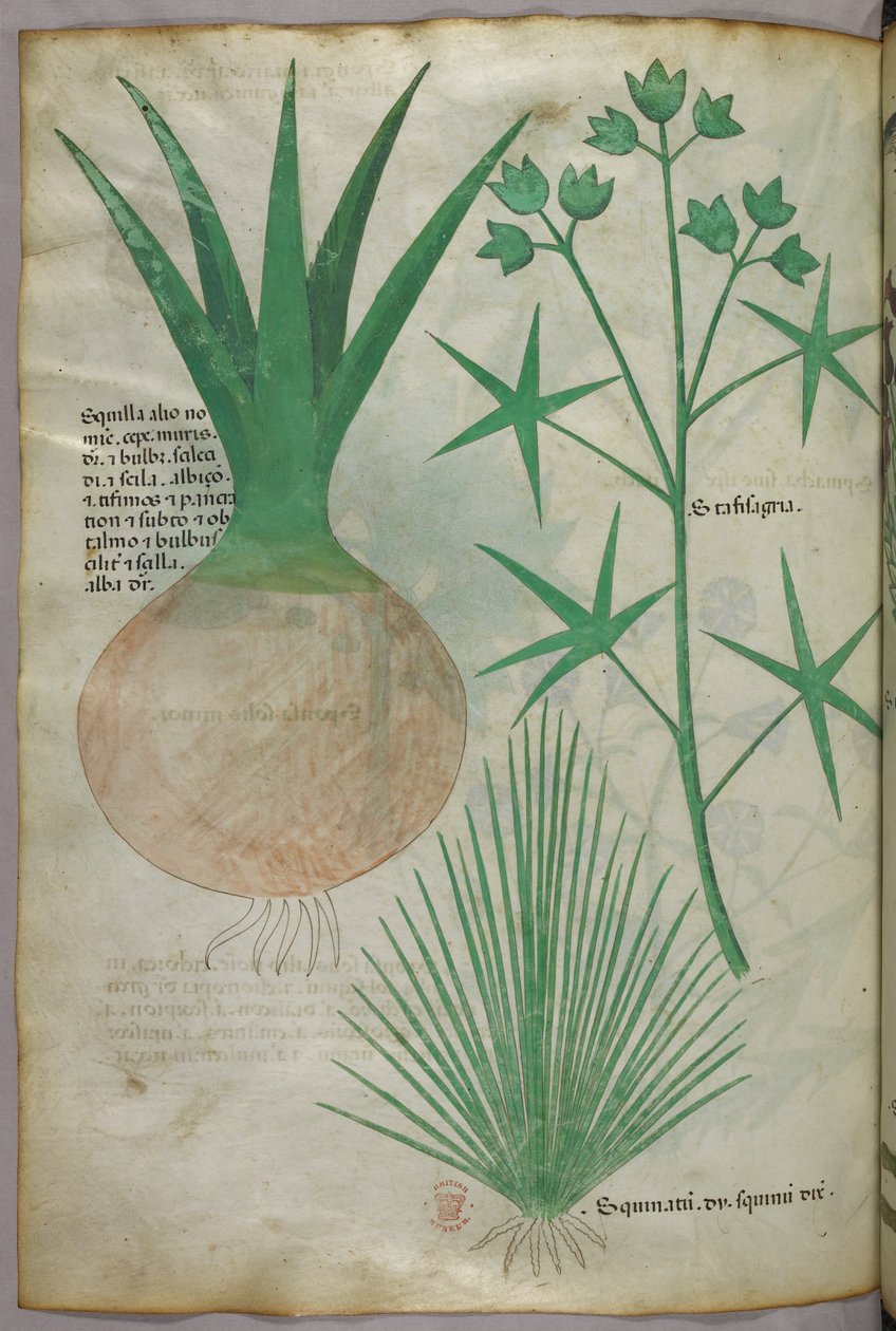 植物插图，约 1440 年（牛皮纸上的墨水和色彩） 作者 意大利学校