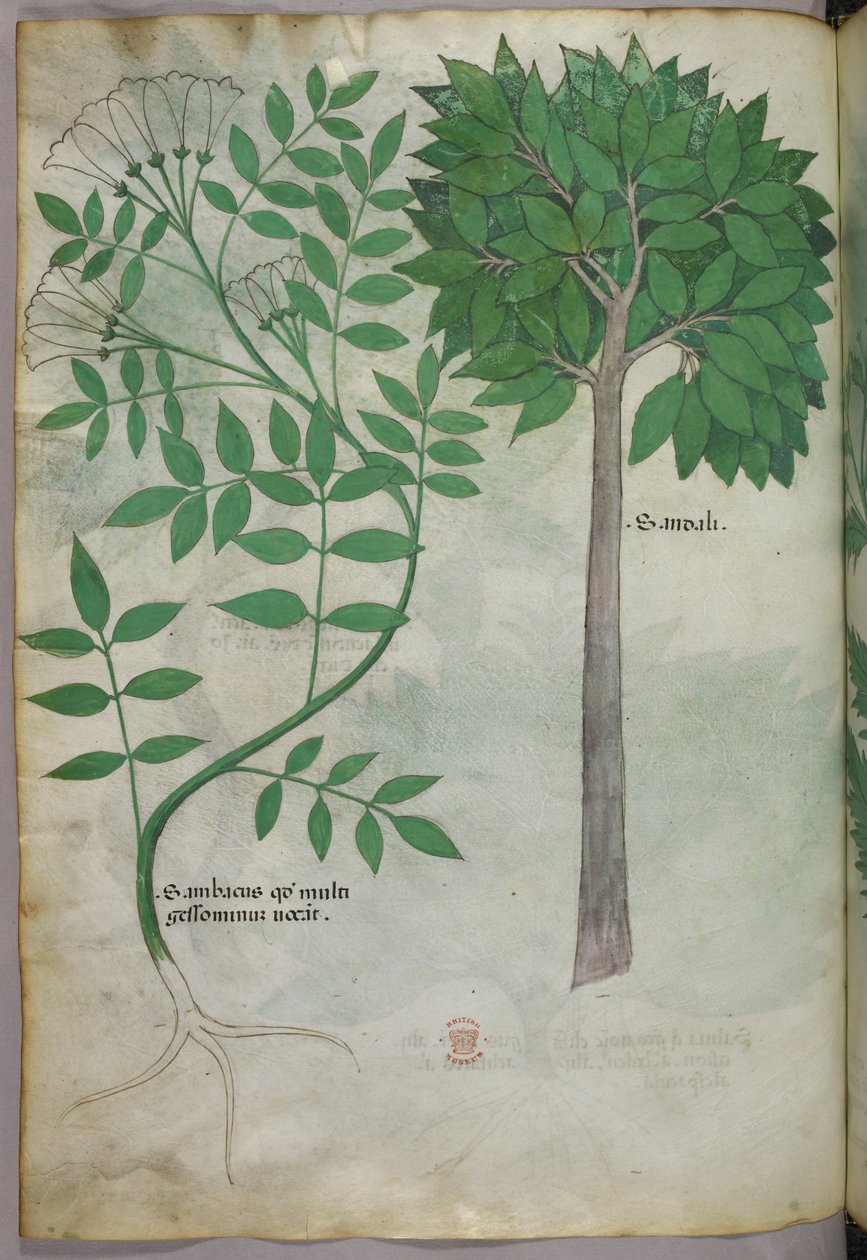 植物插图，约 1440 年（牛皮纸上的墨水和色彩） 作者 意大利学校