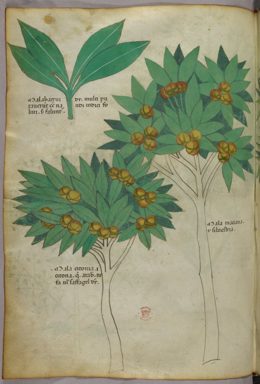 植物插图，约 1440 年（牛皮纸上的墨水和色彩） 作者 意大利学校