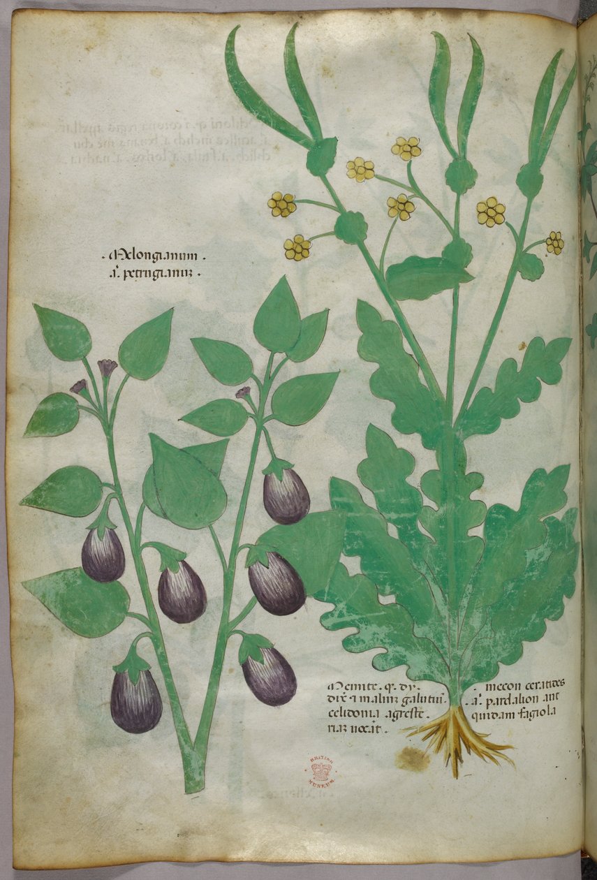 植物插图，约 1440 年（牛皮纸上的墨水和色彩） 作者 意大利学校