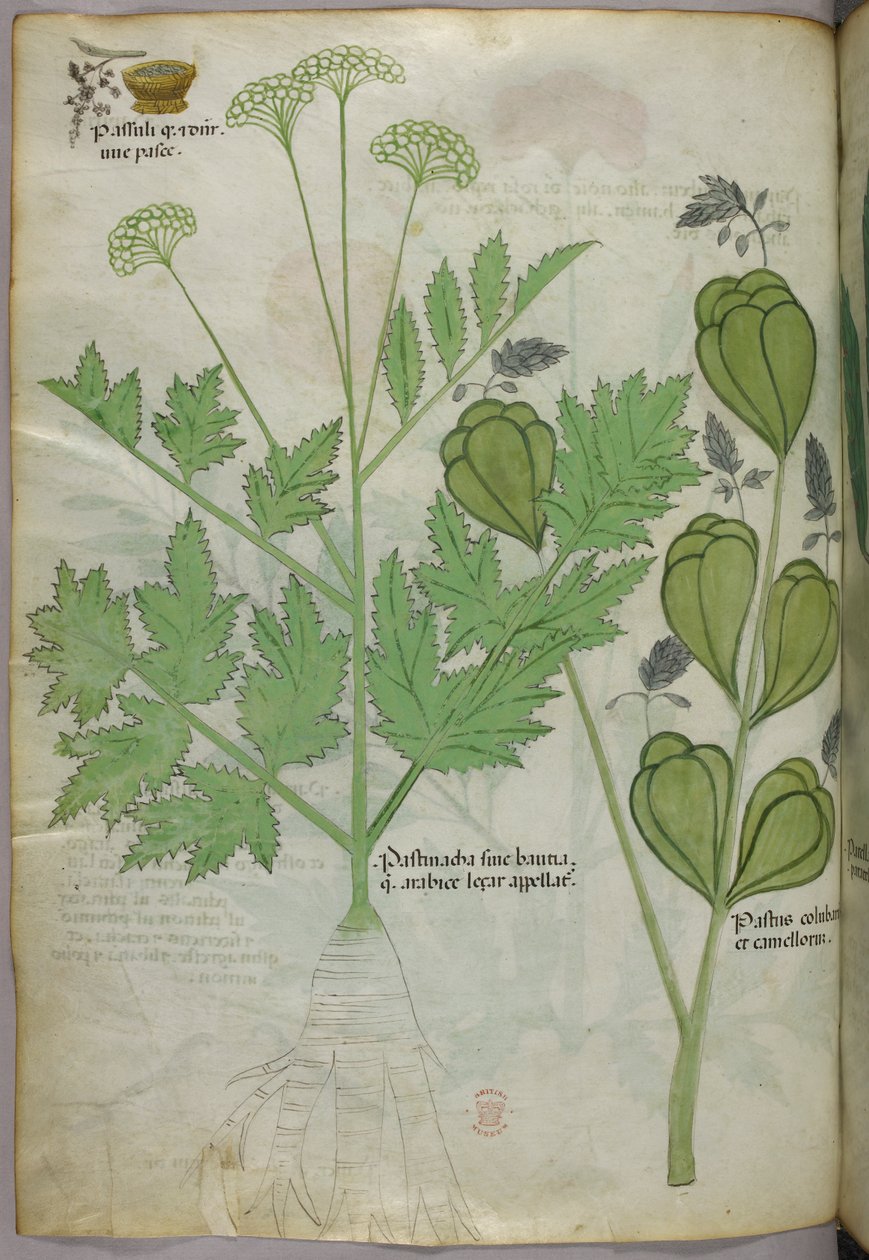 植物插图，约 1440 年（牛皮纸上的墨水和色彩） 作者 意大利学校