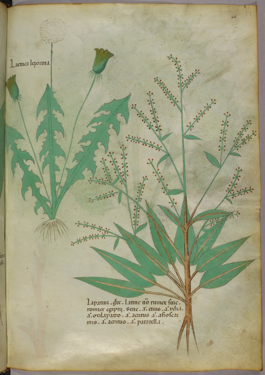 植物插图，约 1440 年（牛皮纸上的墨水和色彩） 作者 意大利学校