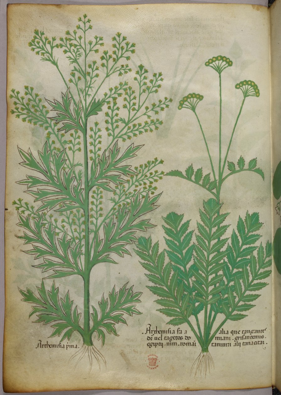 植物插图，约 1440 年（牛皮纸上的墨水和色彩） 作者 意大利学校