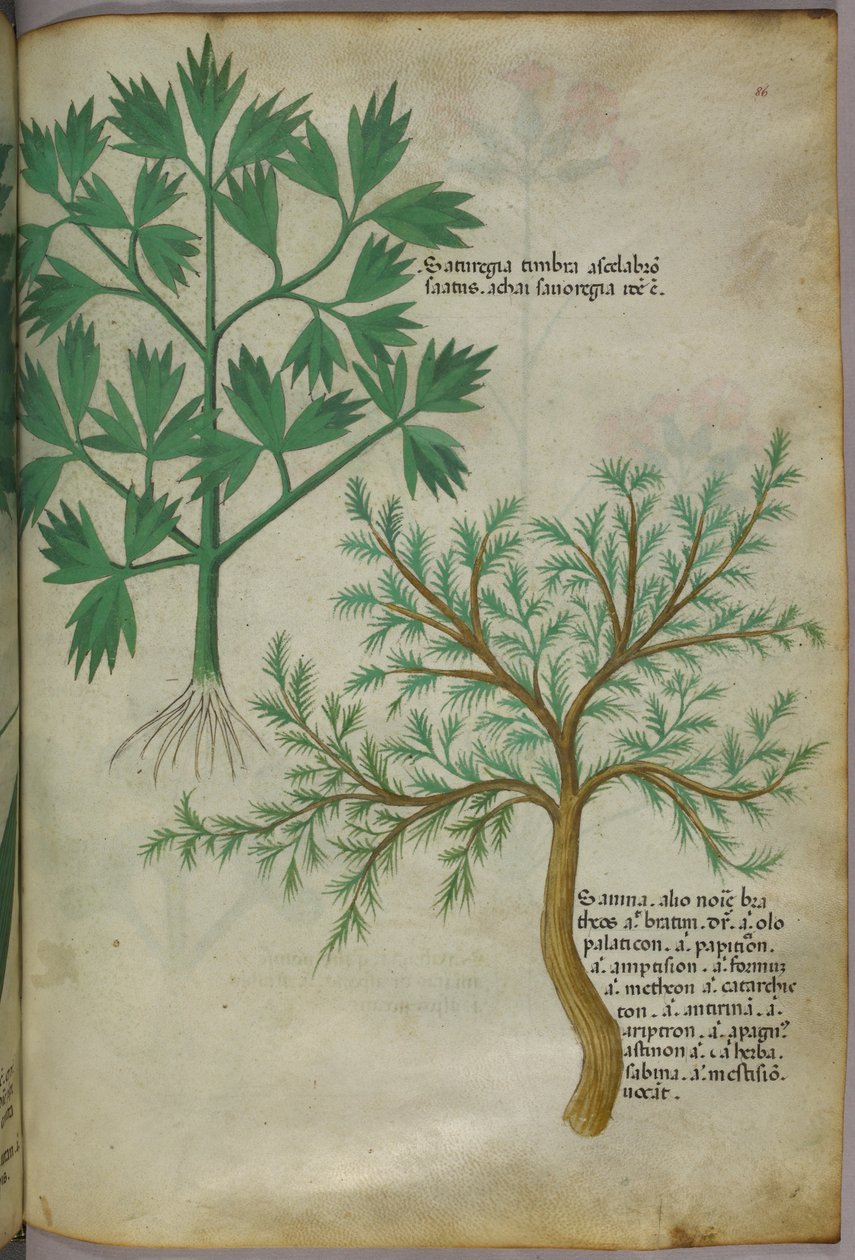 植物插图，约 1440 年（牛皮纸上的墨水和色彩） 作者 意大利学校