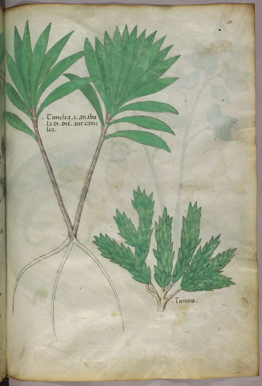 植物插图，约 1440 年（牛皮纸上的墨水和色彩） 作者 意大利学校