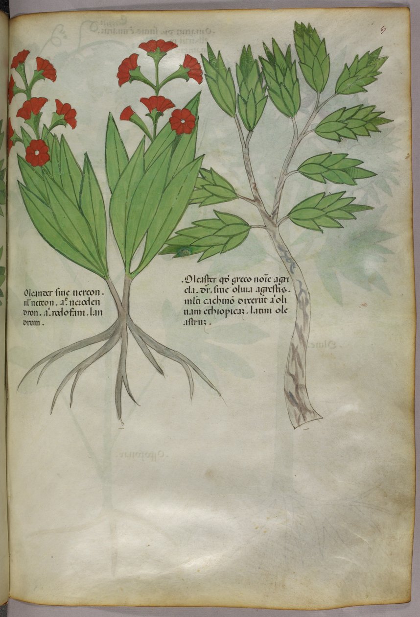 植物插图，约 1440 年（牛皮纸上的墨水和色彩） 作者 意大利学校