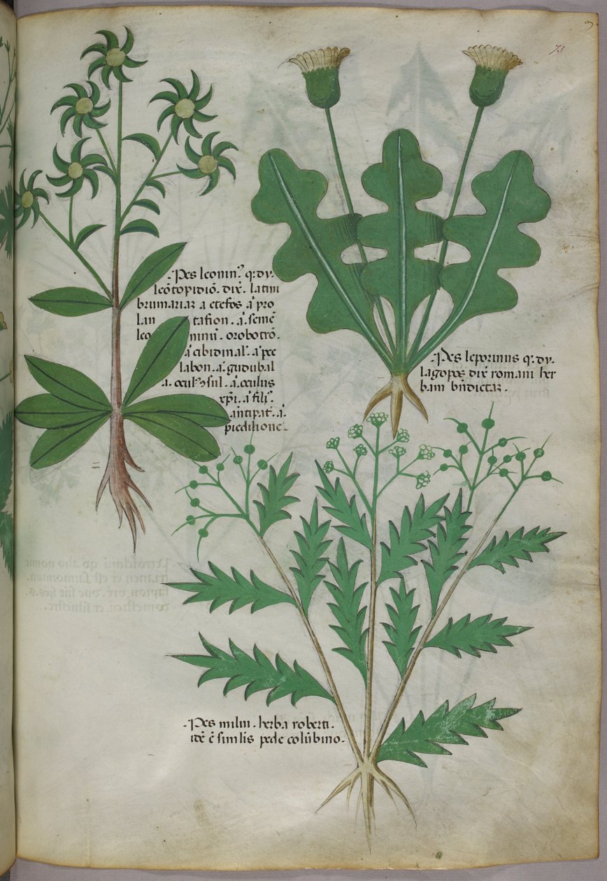 植物插图，约 1440 年（牛皮纸上的墨水和色彩） 作者 意大利学校