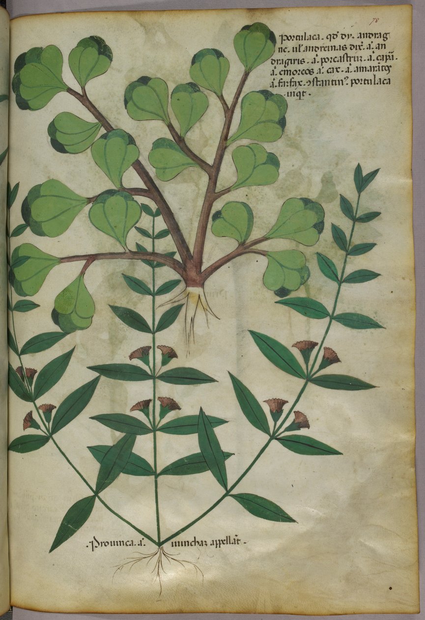 植物插图，约 1440 年（牛皮纸上的墨水和色彩） 作者 意大利学校