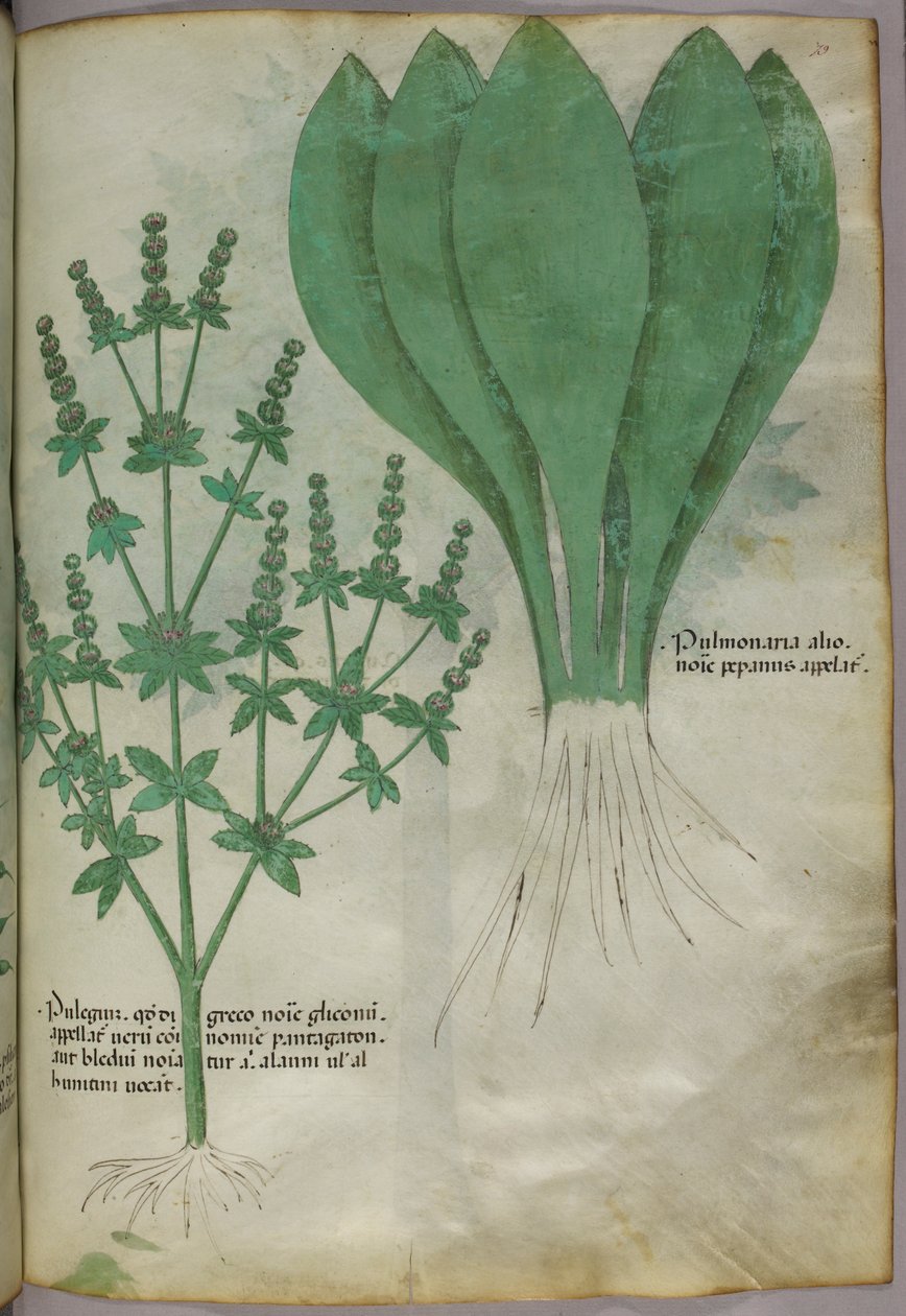 植物插图，约 1440 年（牛皮纸上的墨水和色彩） 作者 意大利学校