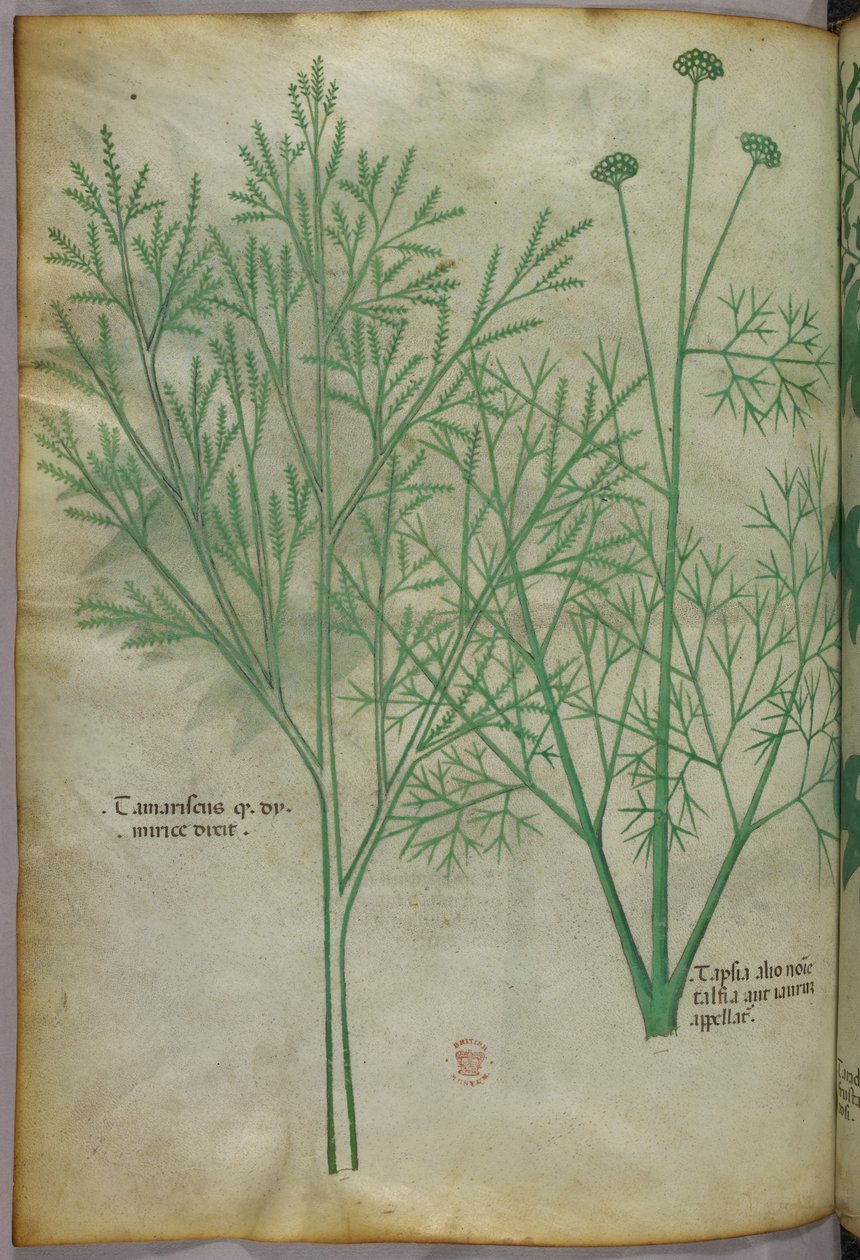 植物插图，约 1440 年（牛皮纸上的墨水和色彩） 作者 意大利学校
