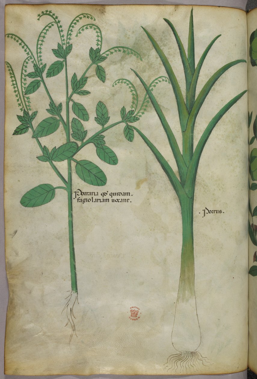 植物插图，约 1440 年（牛皮纸上的墨水和色彩） 作者 意大利学校