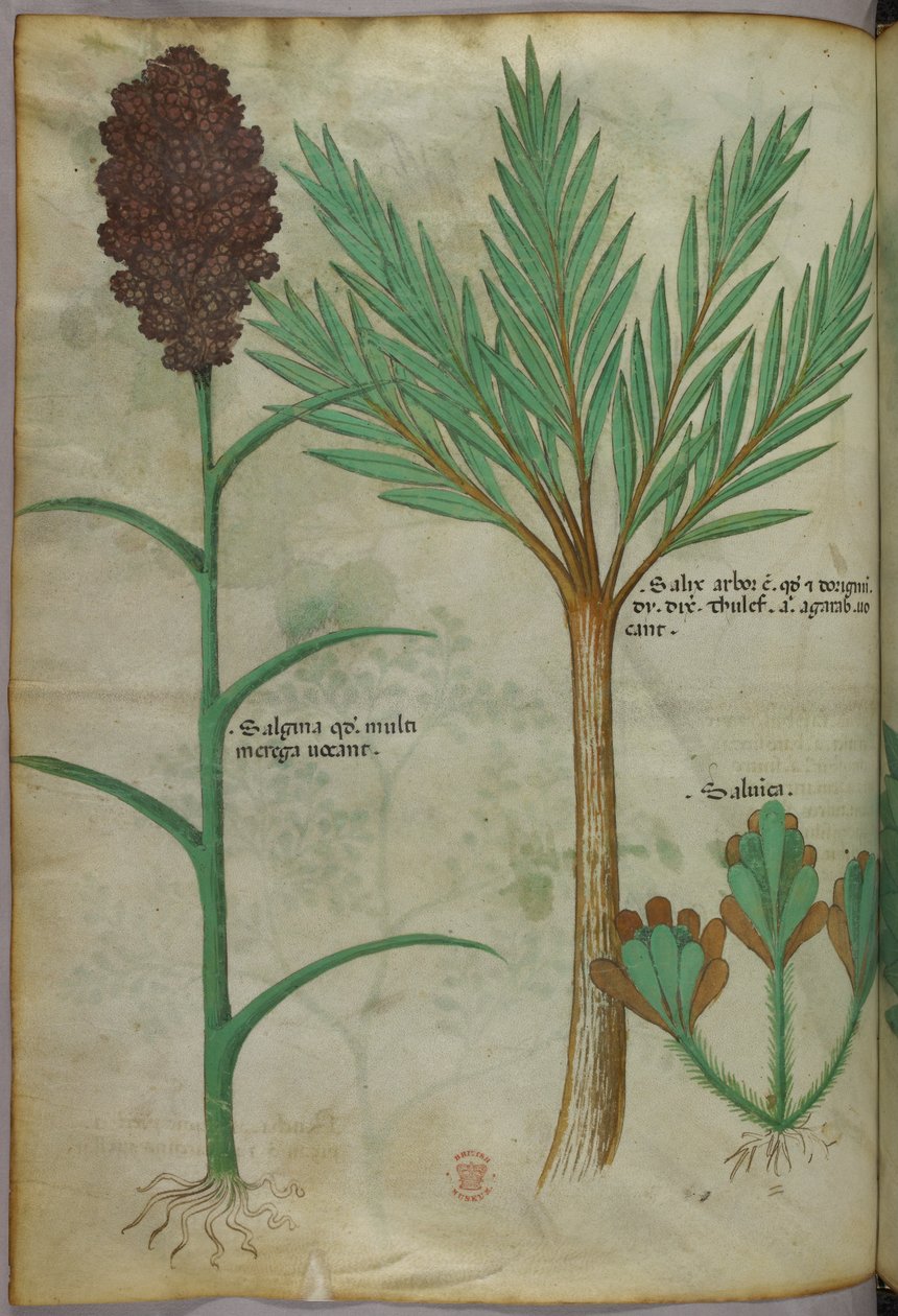 植物插图，约 1440 年（牛皮纸上的墨水和色彩） 作者 意大利学校