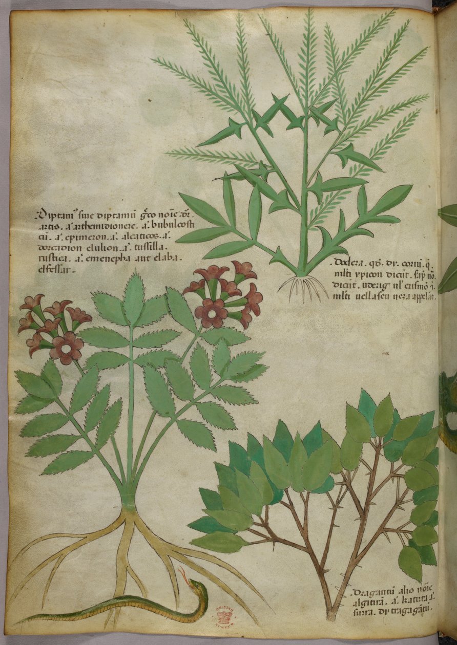 植物插图，约 1440 年（牛皮纸上的墨水和色彩） 作者 意大利学校
