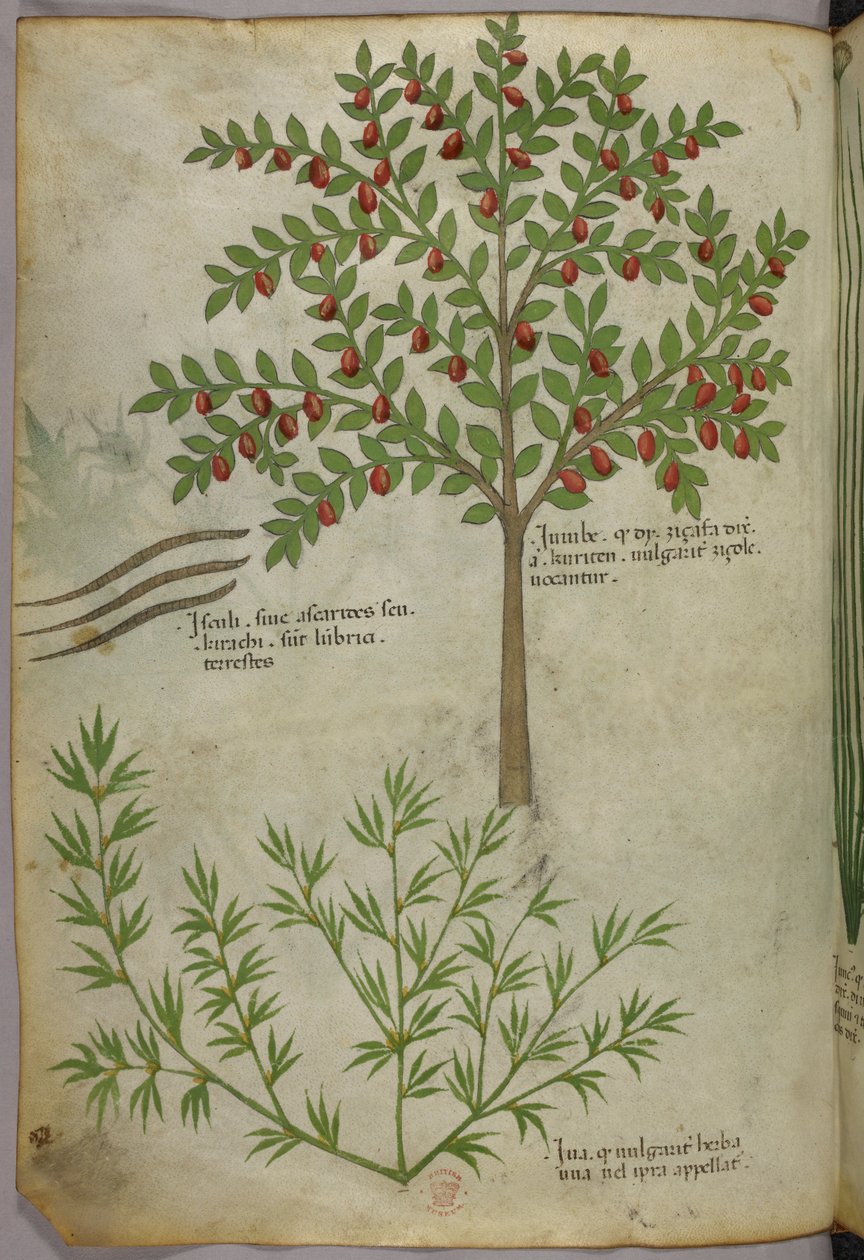 植物插图，约 1440 年（牛皮纸上的墨水和色彩） 作者 意大利学校