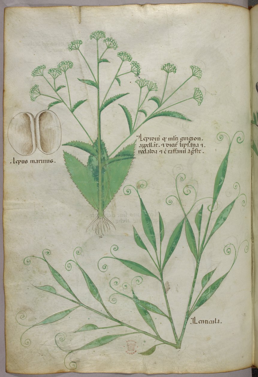 植物插图，约 1440 年（牛皮纸上的墨水和色彩） 作者 意大利学校