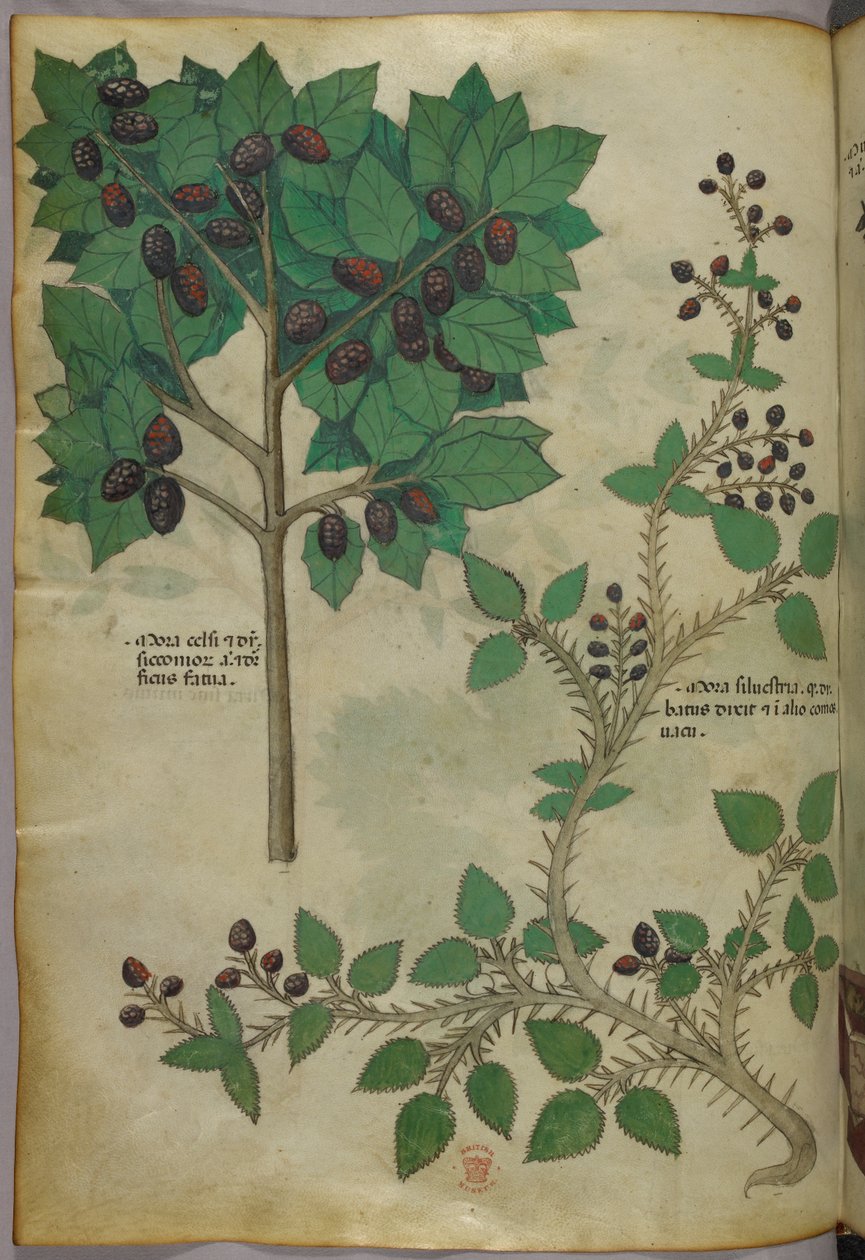 植物插图，约 1440 年（牛皮纸上的墨水和色彩） 作者 意大利学校