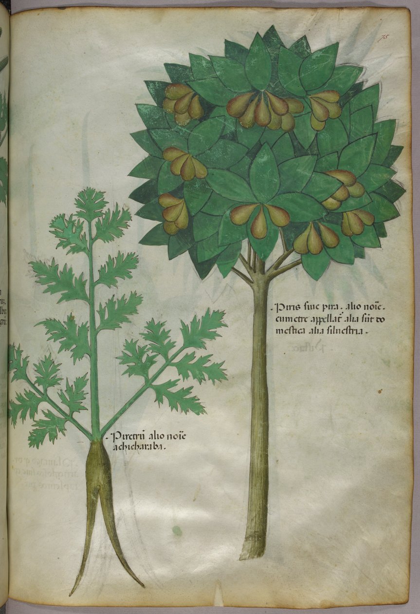 植物插图，约 1440 年（牛皮纸上的墨水和色彩） 作者 意大利学校