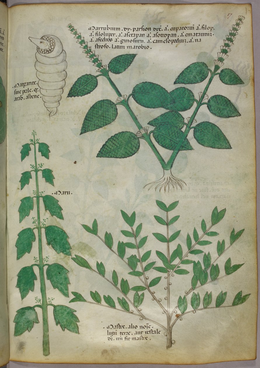 植物插图，约 1440 年（牛皮纸上的墨水和色彩） 作者 意大利学校