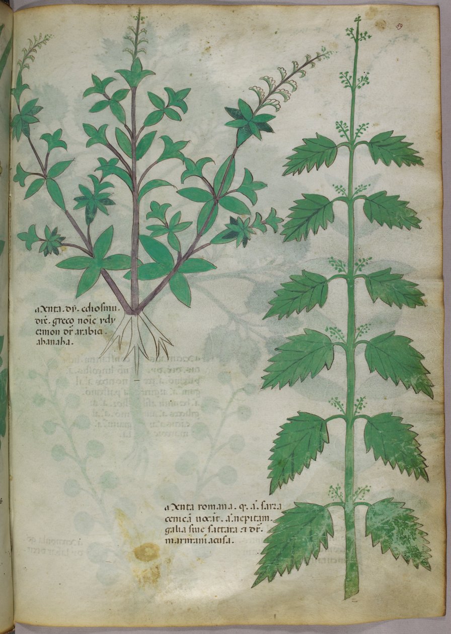 植物插图，约 1440 年（牛皮纸上的墨水和色彩） 作者 意大利学校