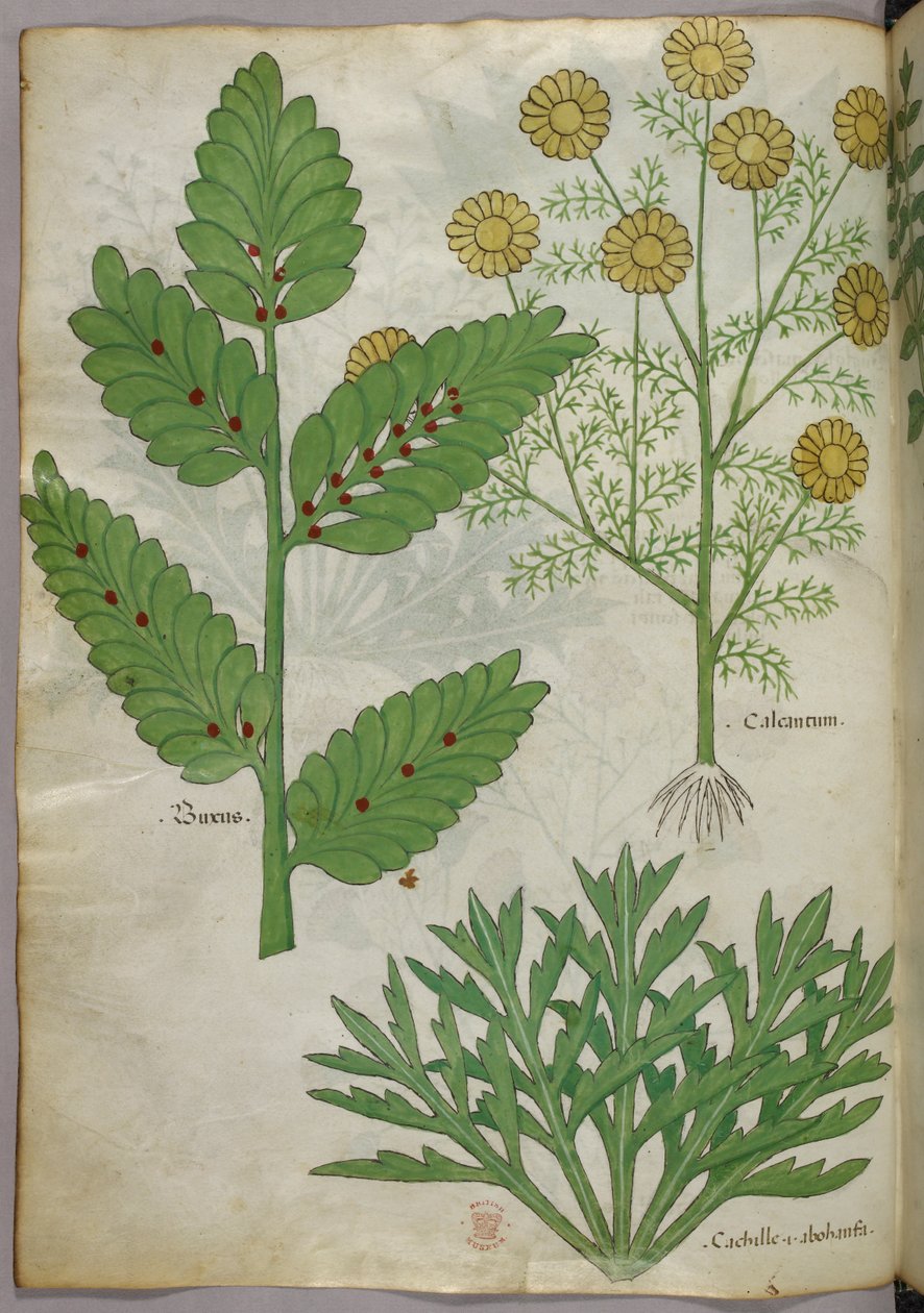 植物插图，约 1440 年（牛皮纸上的墨水和色彩） 作者 意大利学校