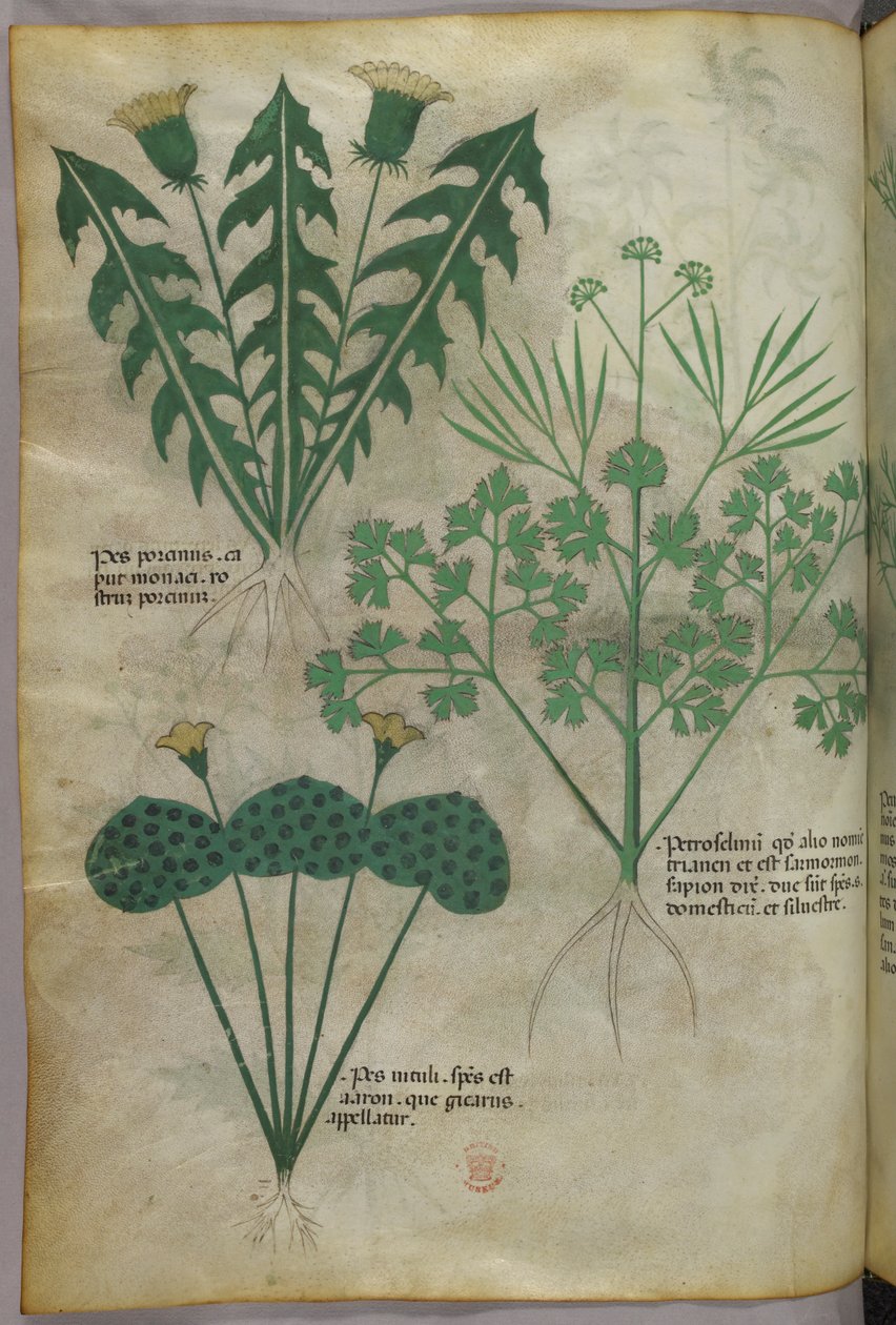 植物插图，约 1440 年（牛皮纸上的墨水和色彩） 作者 意大利学校