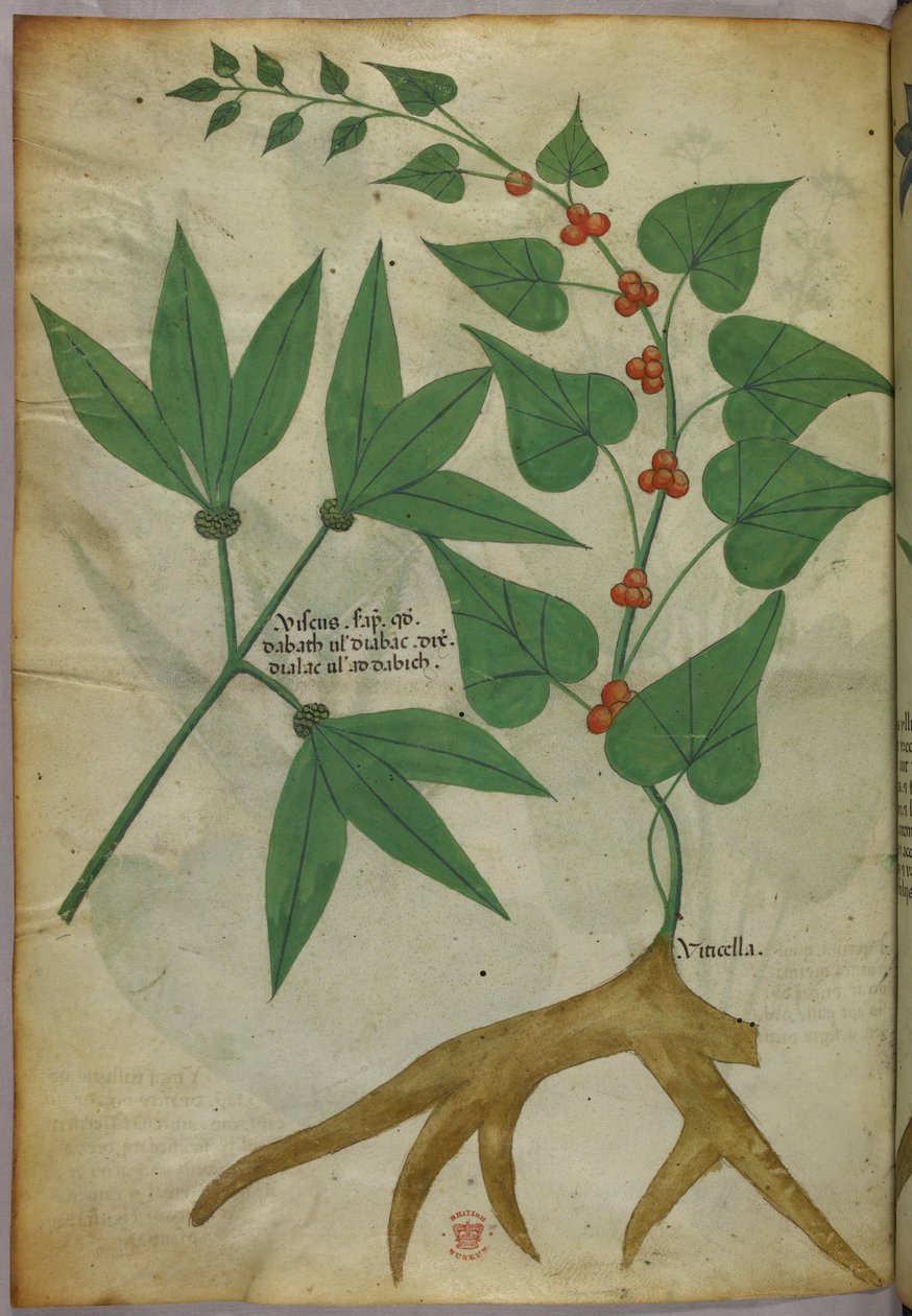 植物插图，约 1440 年（牛皮纸上的墨水和色彩） 作者 意大利学校