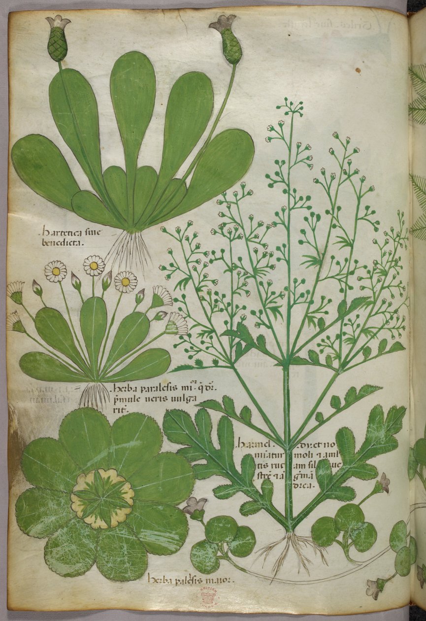 植物插图，约 1440 年（牛皮纸上的墨水和色彩） 作者 意大利学校