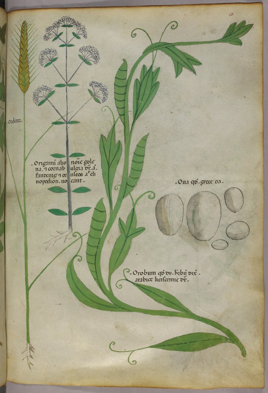 植物插图，约 1440 年（牛皮纸上的墨水和色彩） 作者 意大利学校