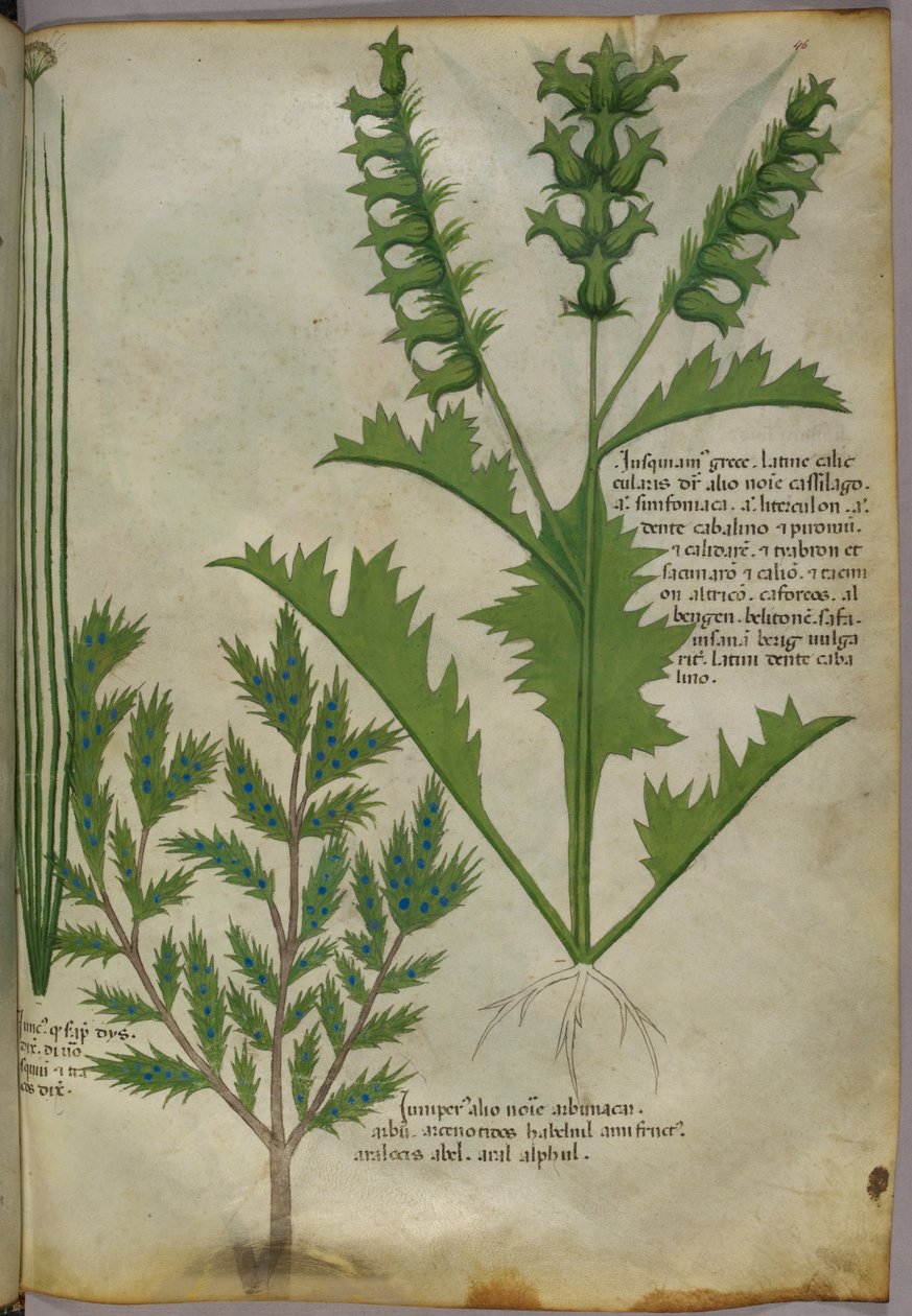 植物插图，约 1440 年（牛皮纸上的墨水和色彩） 作者 意大利学校