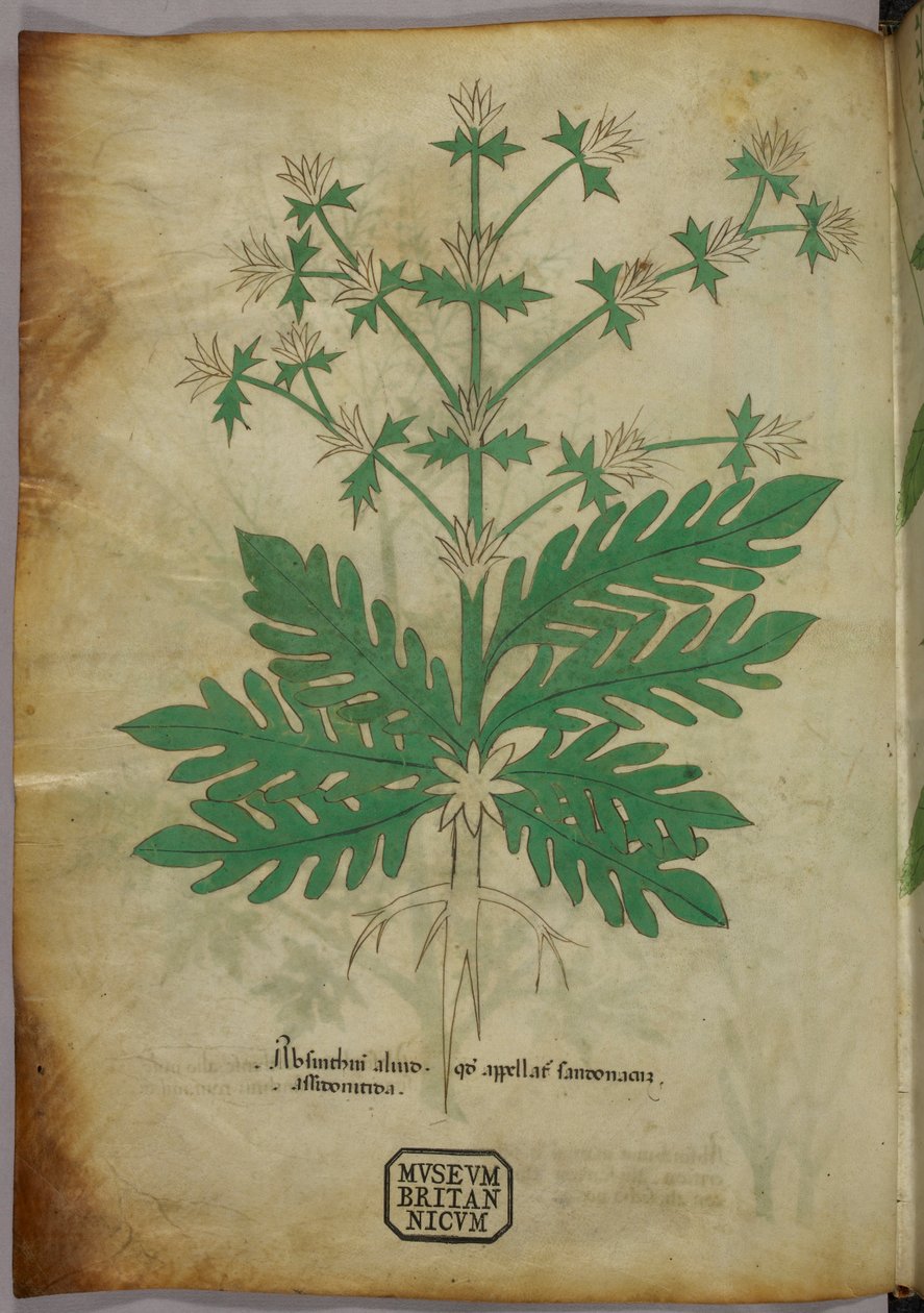 植物插图，约 1440 年（牛皮纸上的墨水和色彩） 作者 意大利学校