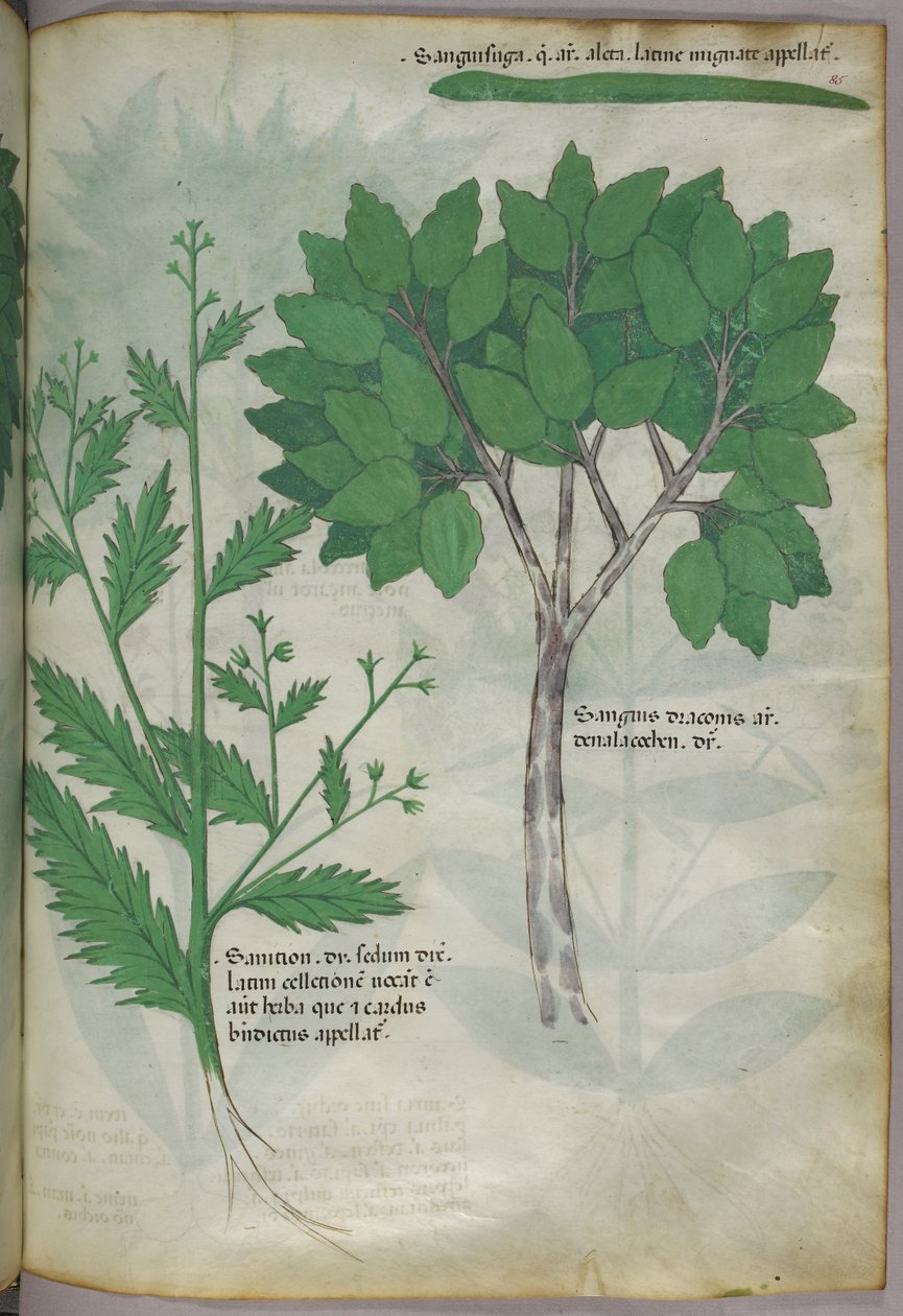 植物插图，约 1440 年（牛皮纸上的墨水和色彩） 作者 意大利学校