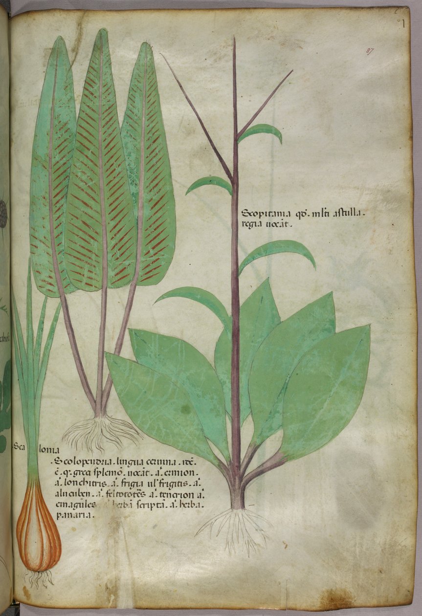 植物插图，约 1440 年（牛皮纸上的墨水和色彩） 作者 意大利学校