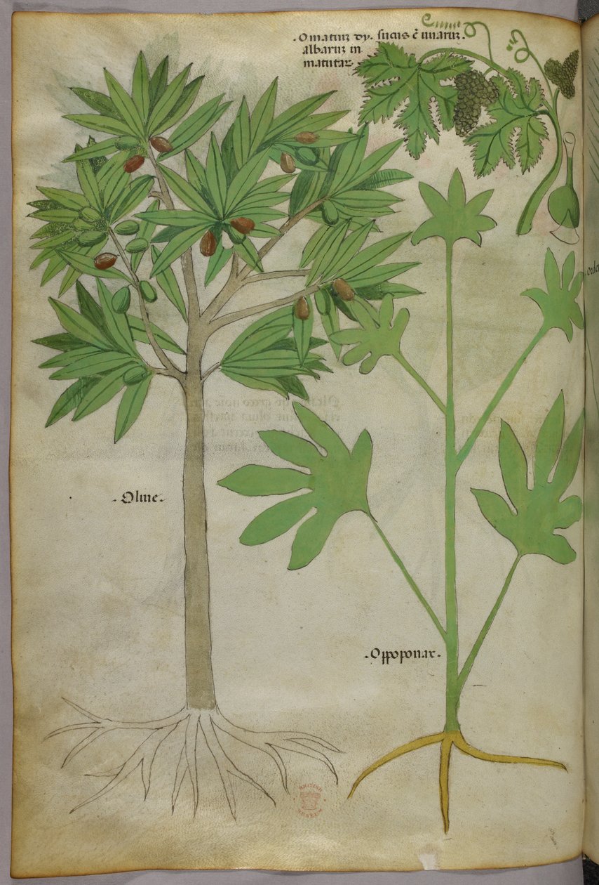 植物插图，约 1440 年（牛皮纸上的墨水和色彩） 作者 意大利学校