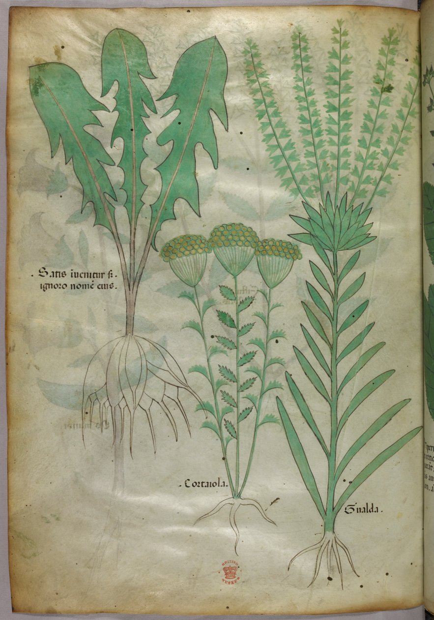 植物插图，约 1440 年（牛皮纸上的墨水和色彩） 作者 意大利学校