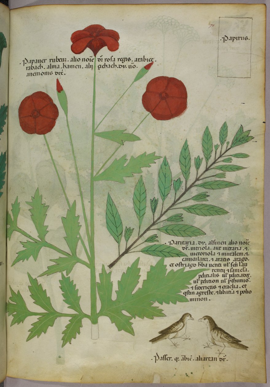 植物插图，约 1440 年（牛皮纸上的墨水和色彩） 作者 意大利学校