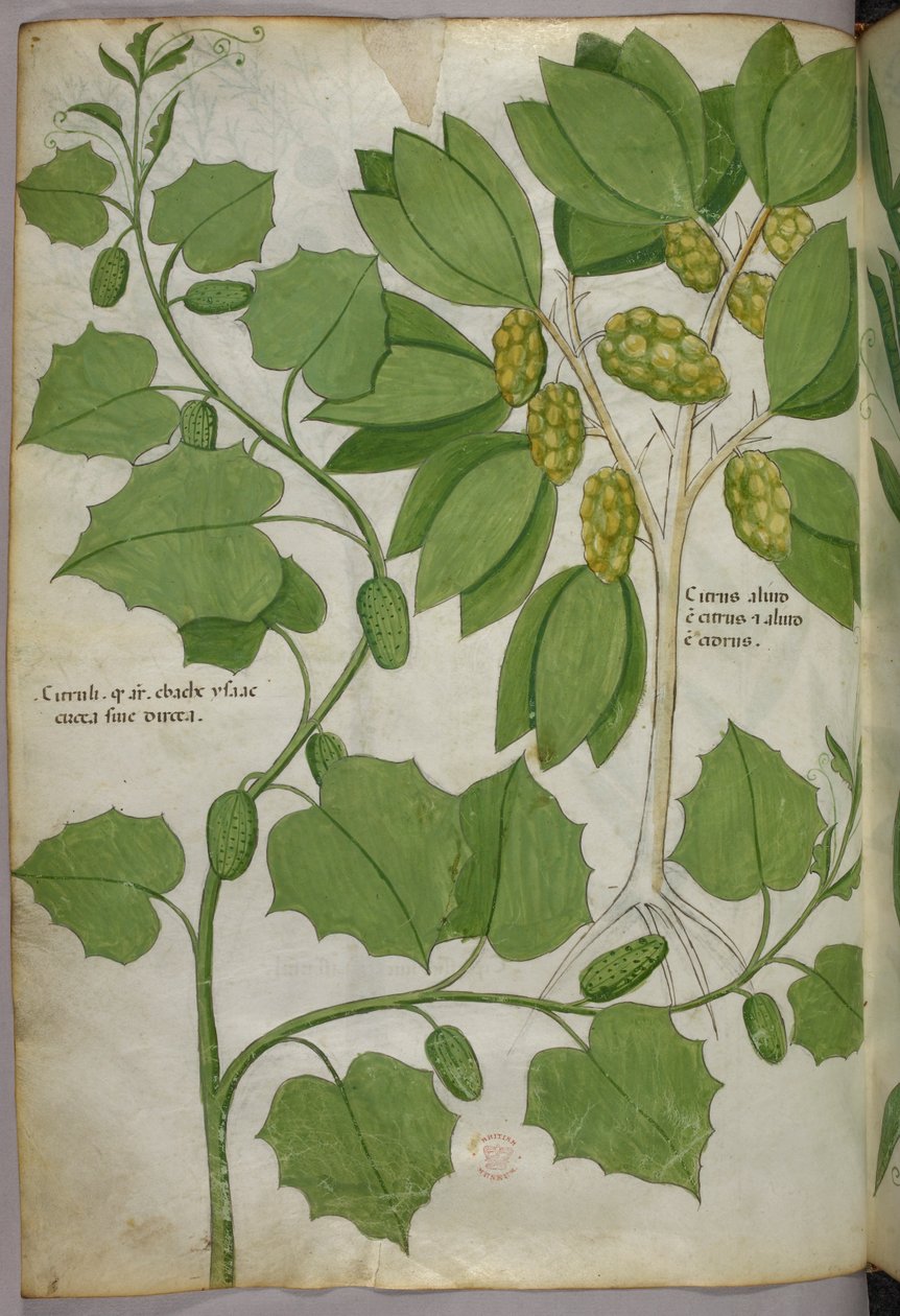 植物插图，约 1440 年（牛皮纸上的墨水和色彩） 作者 意大利学校