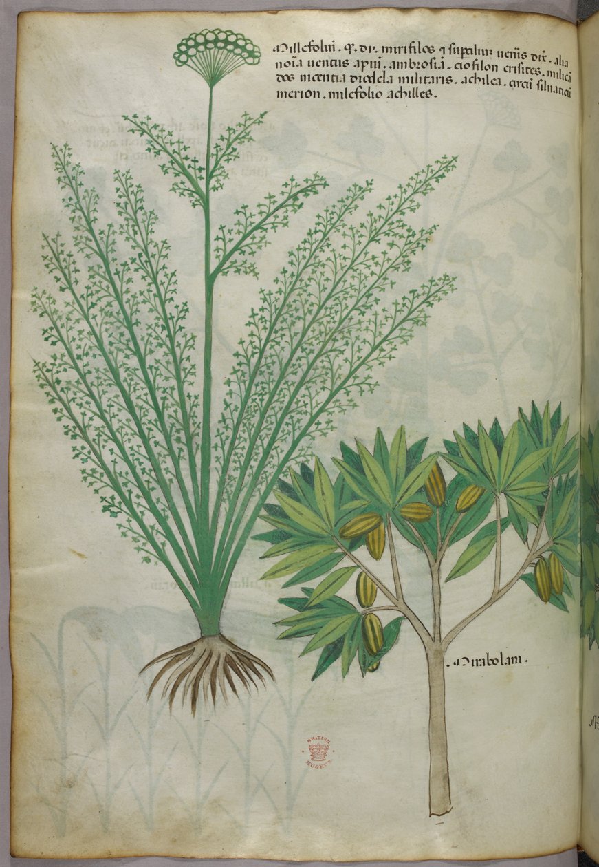 植物插图，约 1440 年（牛皮纸上的墨水和色彩） 作者 意大利学校