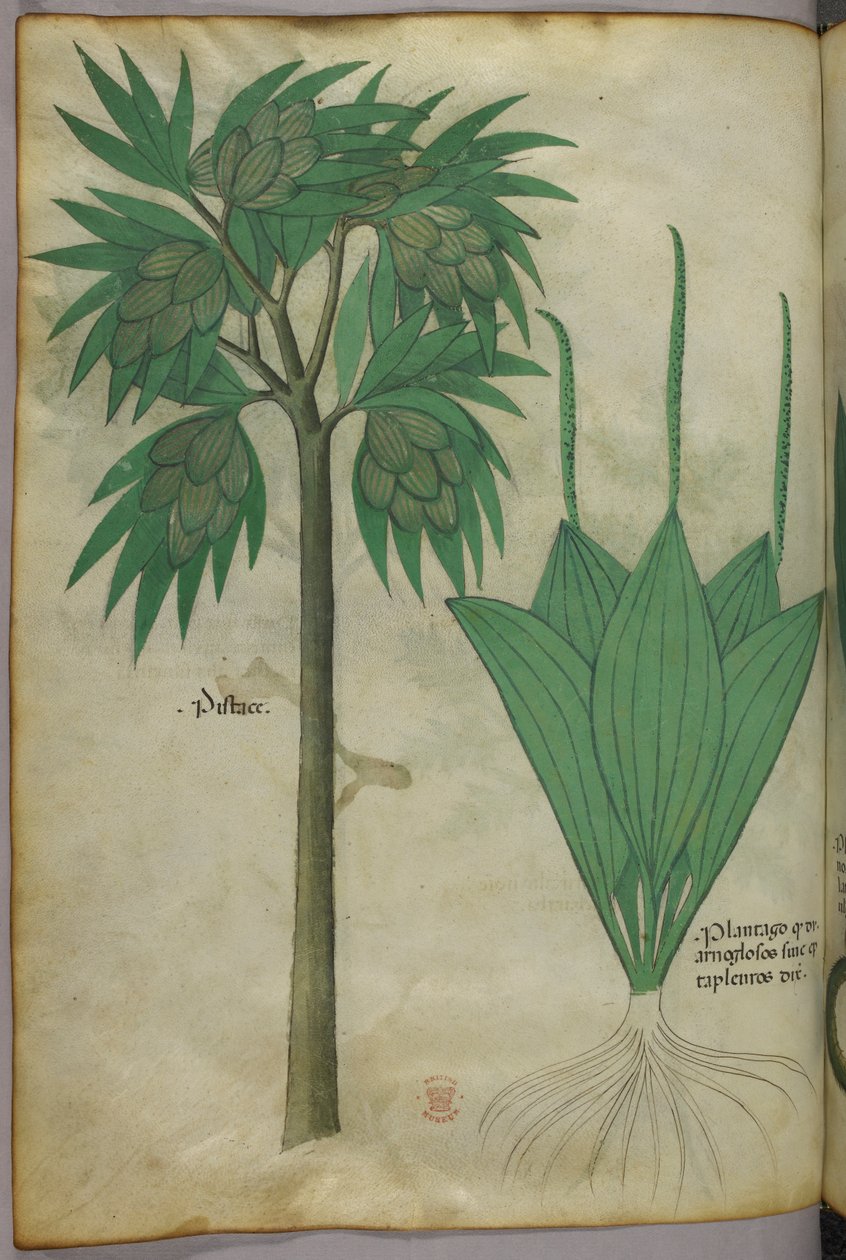 植物插图，约 1440 年（牛皮纸上的墨水和色彩） 作者 意大利学校