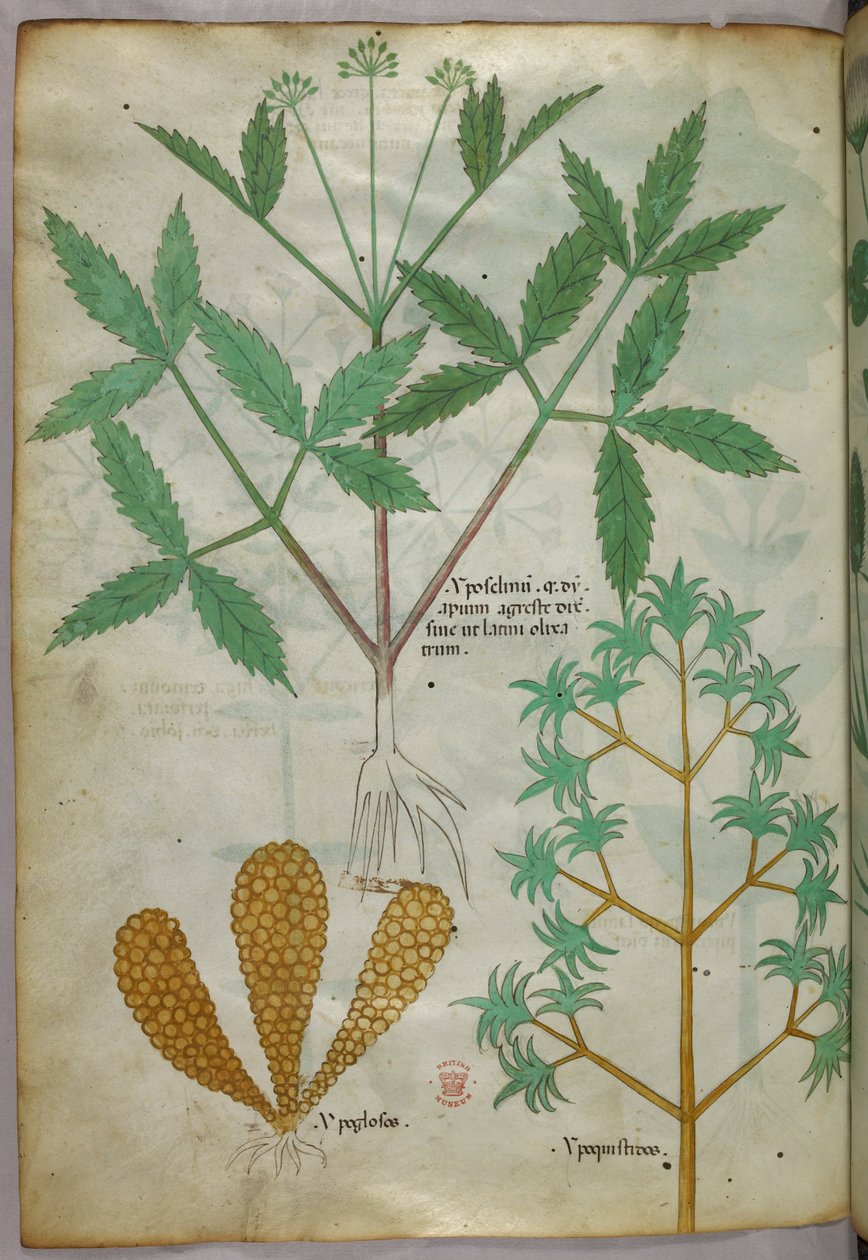 植物插图，约 1440 年（牛皮纸上的墨水和色彩） 作者 意大利学校