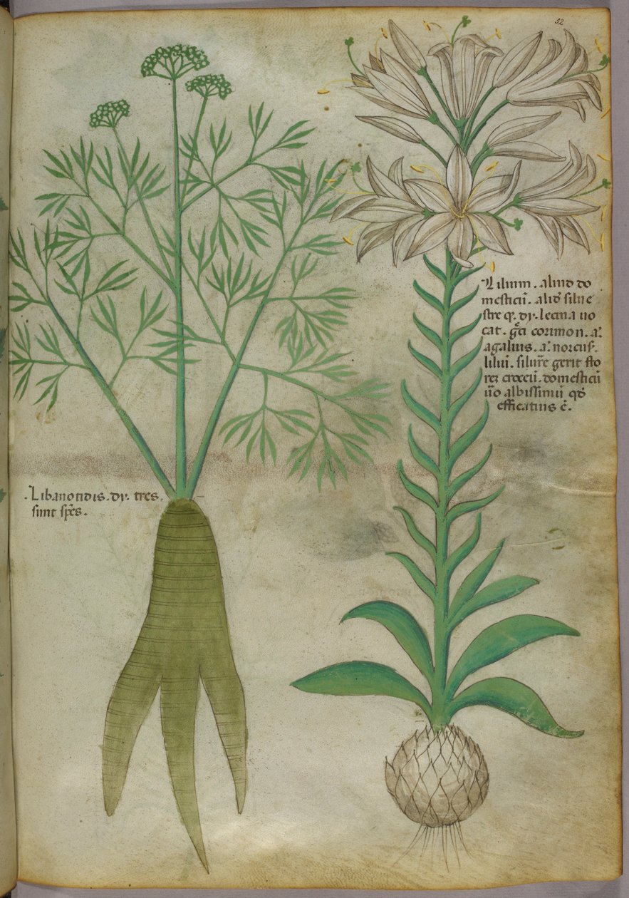 植物插图，约 1440 年（牛皮纸上的墨水和色彩） 作者 意大利学校