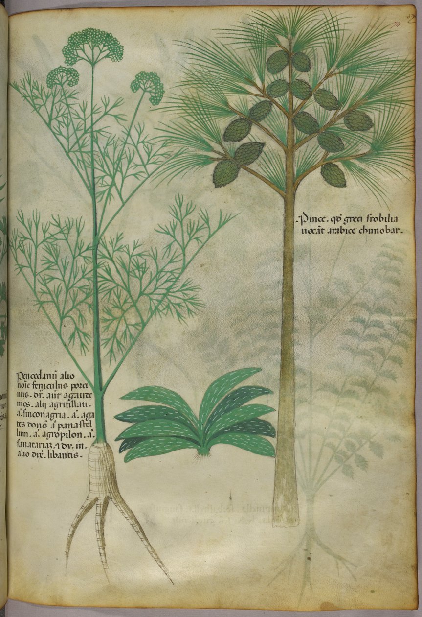 植物插图，约 1440 年（牛皮纸上的墨水和色彩） 作者 意大利学校