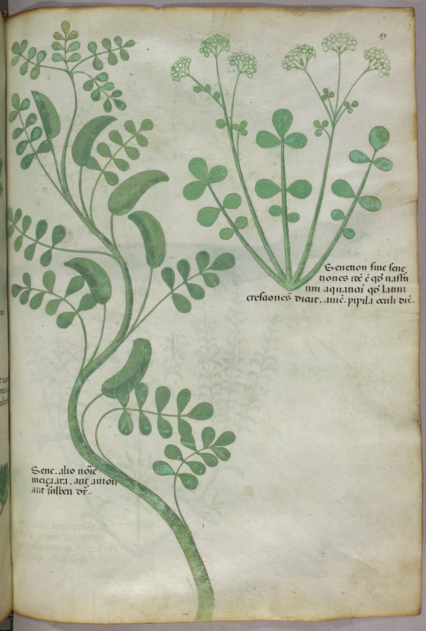 植物插图，约 1440 年（牛皮纸上的墨水和色彩） 作者 意大利学校