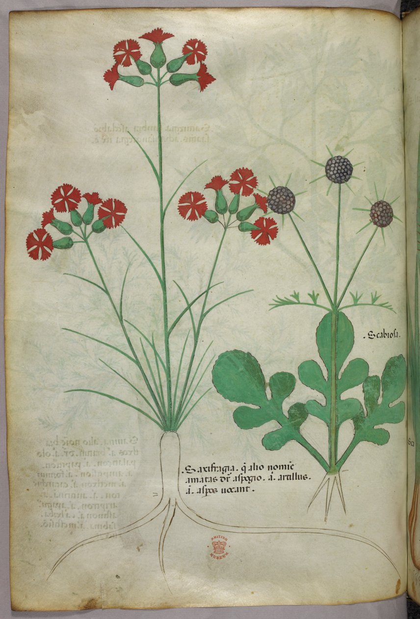 植物插图，约 1440 年（牛皮纸上的墨水和色彩） 作者 意大利学校