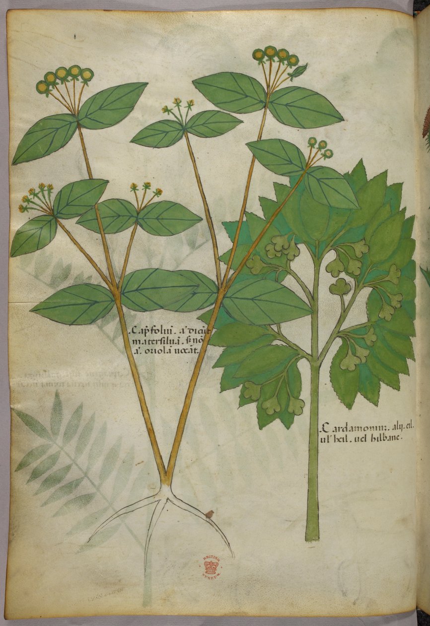 植物插图，约 1440 年（牛皮纸上的墨水和色彩） 作者 意大利学校
