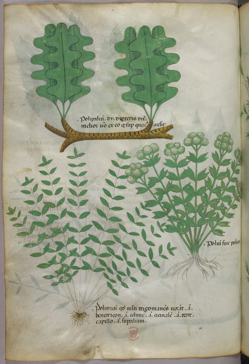 植物插图，约 1440 年（牛皮纸上的墨水和色彩） 作者 意大利学校