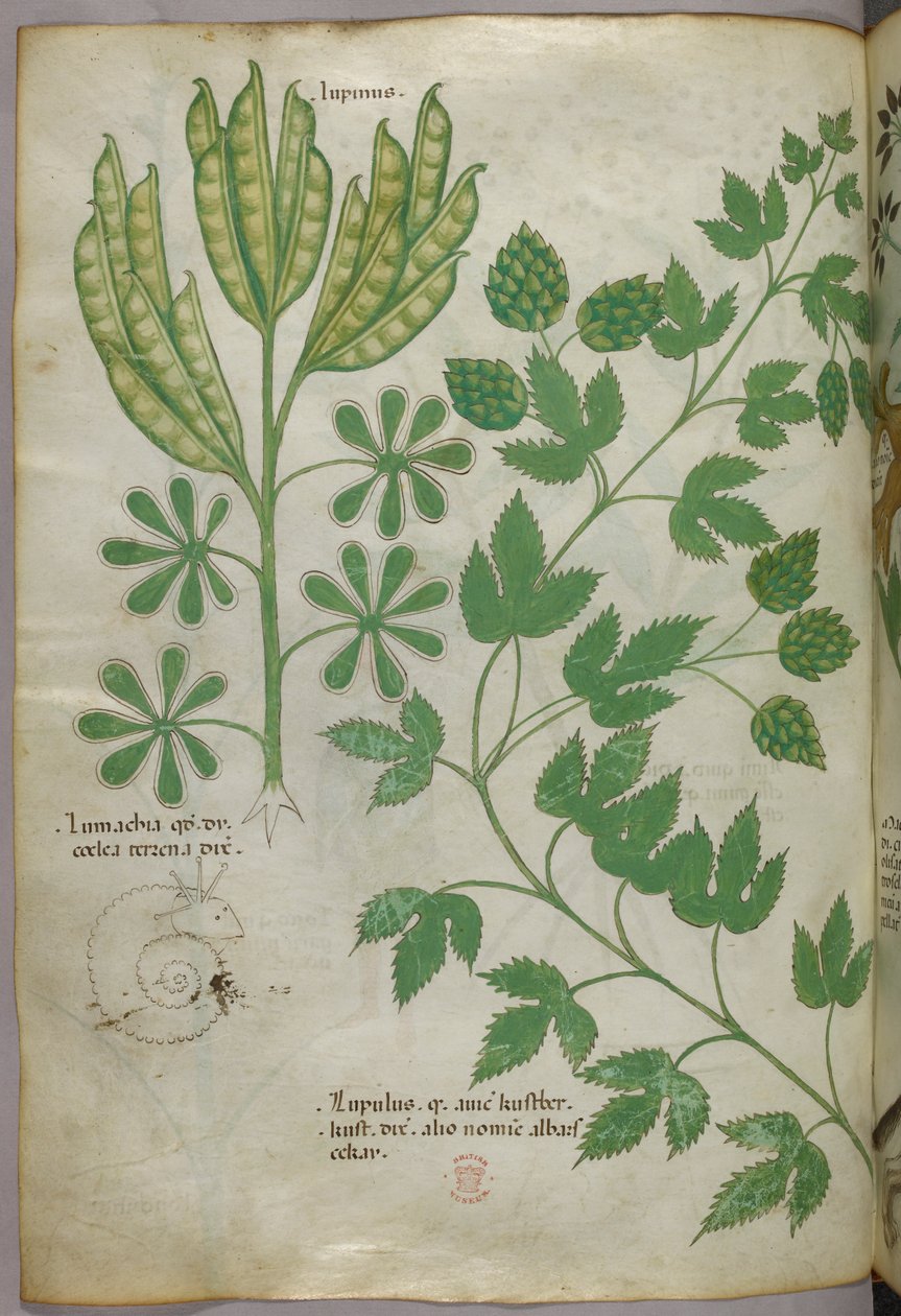 植物插图，约 1440 年（牛皮纸上的墨水和色彩） 作者 意大利学校