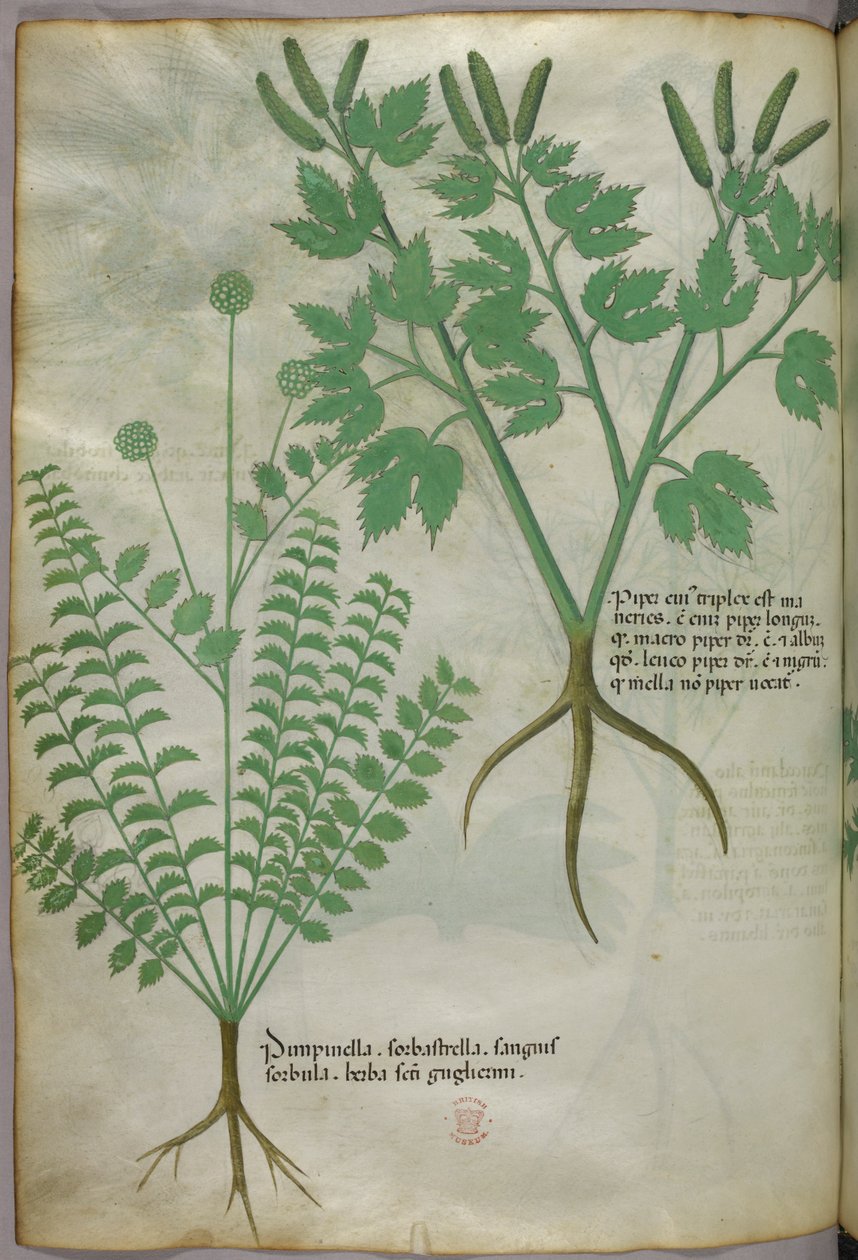 植物插图，约 1440 年（牛皮纸上的墨水和色彩） 作者 意大利学校