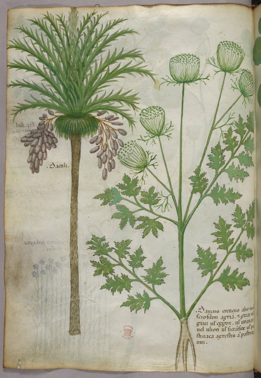 植物插图，约 1440 年（牛皮纸上的墨水和色彩） 作者 意大利学校